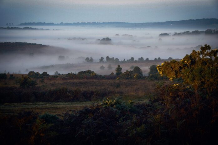 Ashdown Forest
