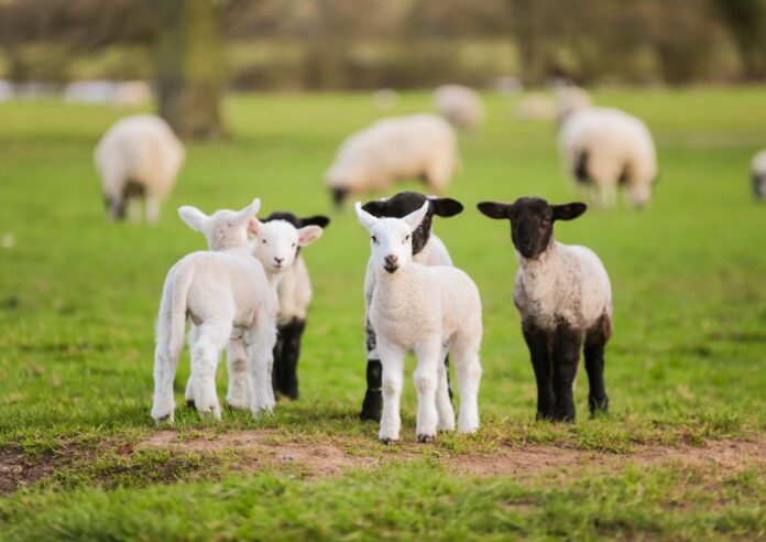 Photo of a group of lambs