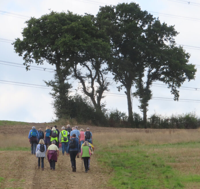 Group of walkers approach a clump of trees