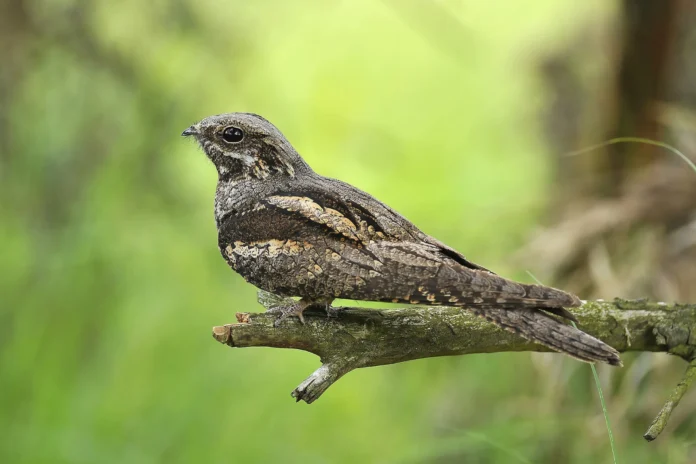 A nightjar