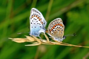 Silver studded blue butterflies