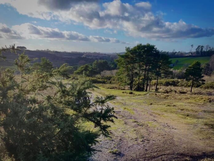 Ashdown Forest