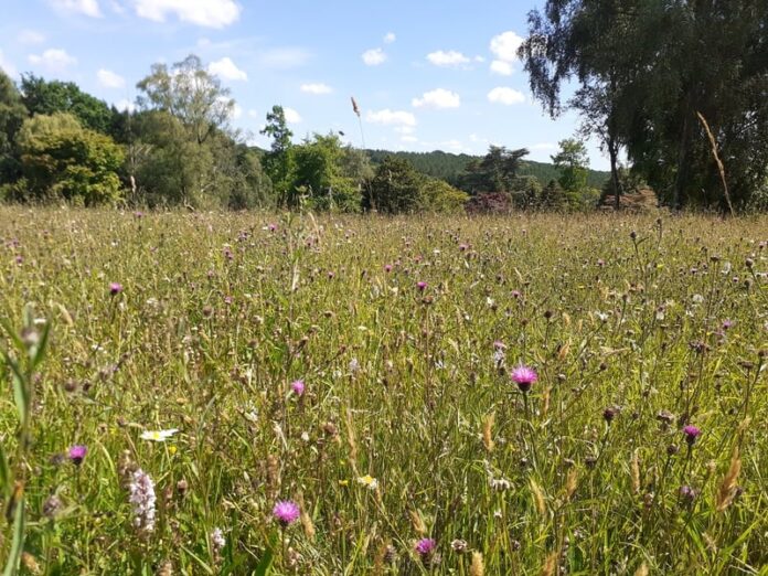 Wild flower meadow