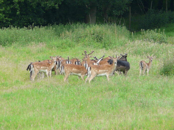 Fallow deer on Ashdown Forest