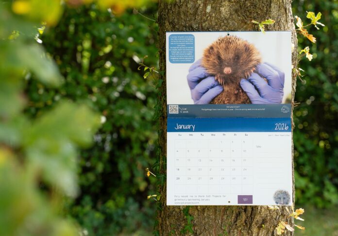 Hedgehog patient in Folly Wildlife Rescue calendar