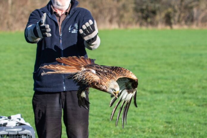 Red kite being released by Folly Wildlife Rescue following successful rehab.