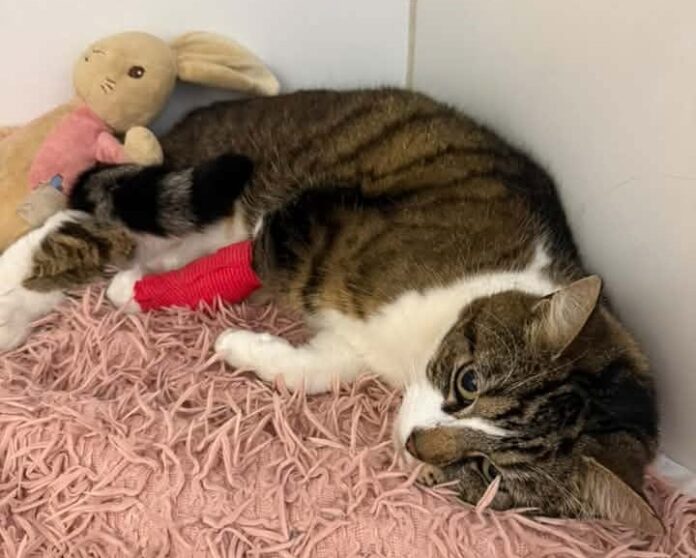 Gigi the cat with leg bandaged, waiting for her operation