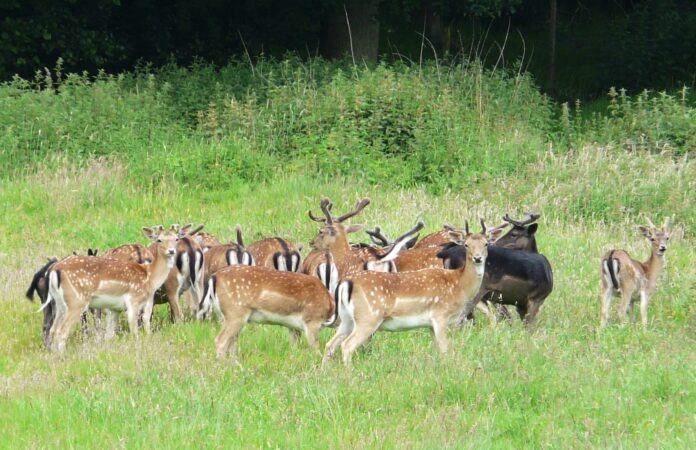 Fallow deer on Ashdown Forest